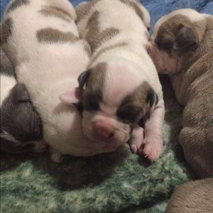 Meet your Posher, Bobbie